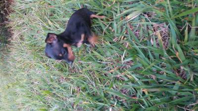 Pinscher miniatura filhotes minsculos disponveis