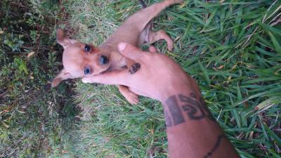 Pinscher miniatura filhotes minsculos disponveis