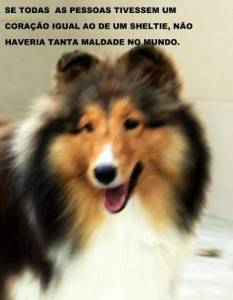 Canil Sheltie Rivers criando pastor de Shetland  com amor e dedicao