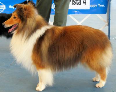 Canil Sheltie Rivers criando pastor de Shetland  com amor e dedicao