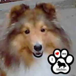 Canil Sheltie Rivers criando pastor de Shetland  com amor e dedicao