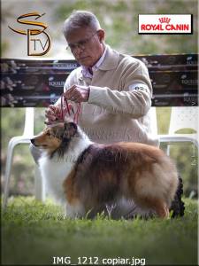 Canil Sheltie Rivers criando pastor de Shetland  com amor e dedicao