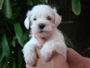 Yorkshire Shihtzu poodle maltes beagle