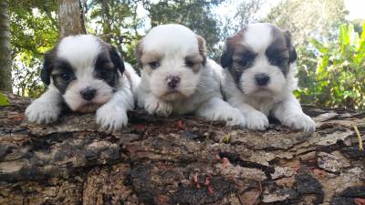 Lhasa-Apso lindos filhotes de excelente linhagem e padro