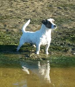 Jack Russell Terrier Progenitor