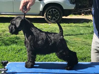 Schnauzer Miniatura Preto