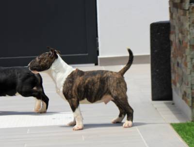 Bull terrier Miniatura