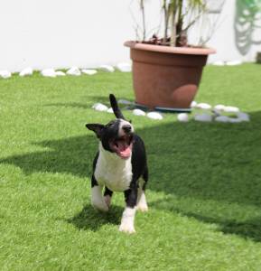 Bull terrier Miniatura