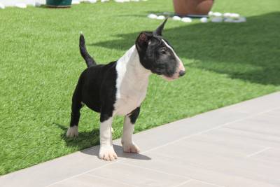 Bull terrier Miniatura