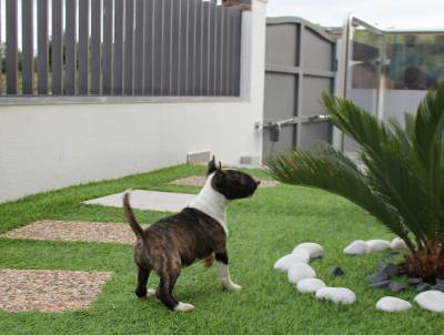 Bull terrier Miniatura