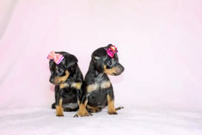 Pinscher Miniatura Femeas