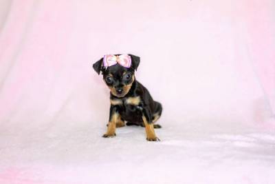 Pinscher Miniatura