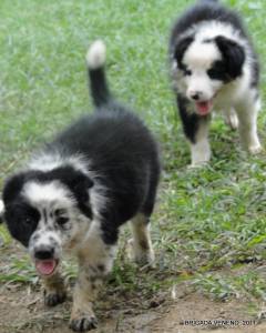 BORDER COLLIE