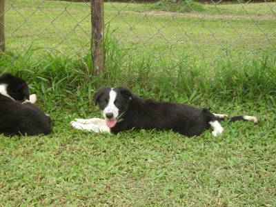 BORDER COLLIE