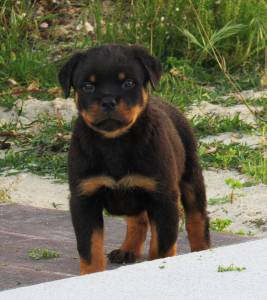 Ninhada Disponível Rottweilers