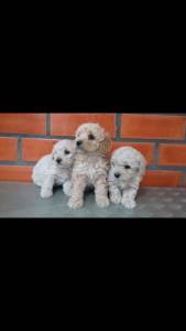 Poodle toy menor de Braslia