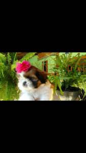 Shihtzu micro estilo europeu