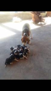 Beagle menores