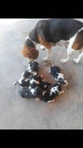 Beagle menores