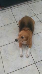 Beagle menores