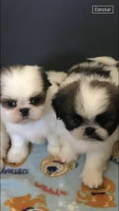 Shih tzu microj vai kit completo pedigree contrato garantia hotelaria gratuita 