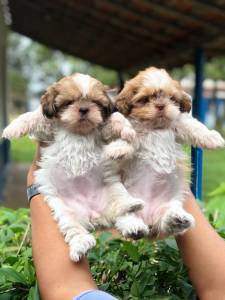 Shih-tzu lindos filhotes disponveis porte bem pequeno