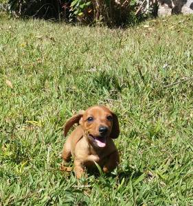 Dachshund ano e miniatura lindos filhotes disponveis