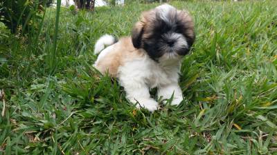 Shih-tzu lindos filhotes disponveis porte bem pequeno