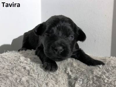 Ninhada Co De gua Portugus Puros LOP - Water Dog puppy