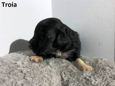 Ninhada Co De gua Portugus Puros LOP - Water Dog puppy