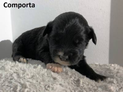 Ninhada Co De gua Portugus Puros LOP - Water Dog puppy