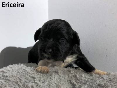 Ninhada Co De gua Portugus Puros LOP - Water Dog puppy
