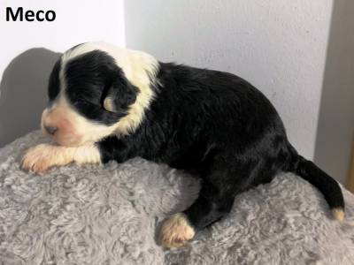 Ninhada Co De gua Portugus Puros LOP - Water Dog puppy