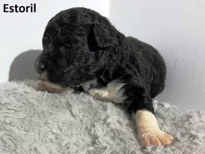 Ninhada Co De gua Portugus Puros LOP - Water Dog puppy