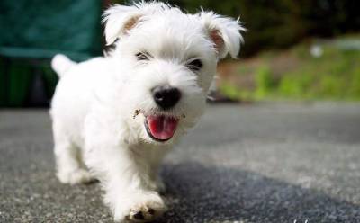 Schnauze mine LINDOS PEDIGREE MARAVILHOS LINHAGEM VINTE SETE ANOS CORRAM ACEITAMOS CARTAO