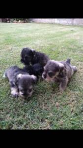 Schnauze mine LINDOS PEDIGREE MARAVILHOS LINHAGEM VINTE SETE ANOS CORRAM ACEITAMOS CARTAO