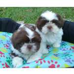 Shih-tzu Shihtzu disponiveis cores raras RJ