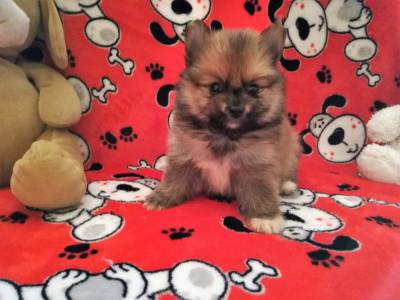 lulu da pomerania spitz alemao anao