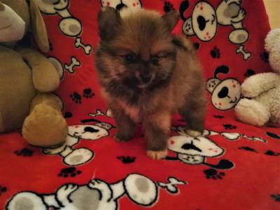 lulu da pomerania spitz alemao anao