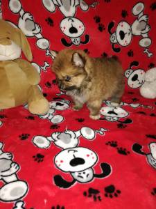 lulu da pomerania spitz alemao anao