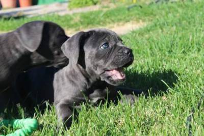 Cane corso