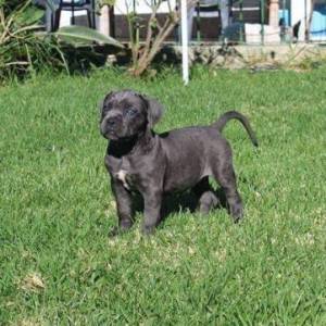 Cane corso