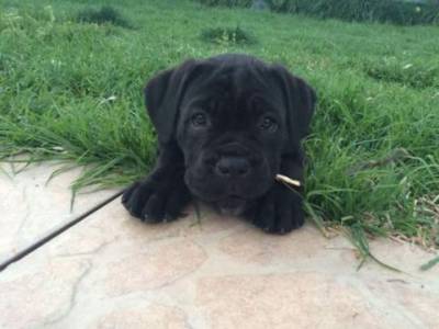 Cane corso