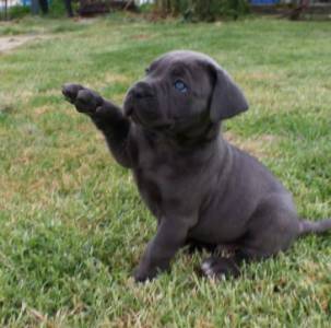 Cane corso