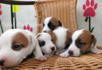 Criadores de Jack Russell Terrier CANIL BALLANTINE Criadores de Jack Russell Terrier CANIL BALLANTINE