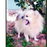 Spitz Alemo Lulu da Pomernia Mini Paran Ponta Grossa