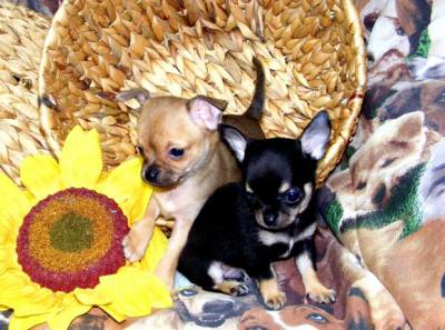 Chihuahuas Mini