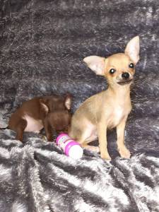 Chihuahuas Mini