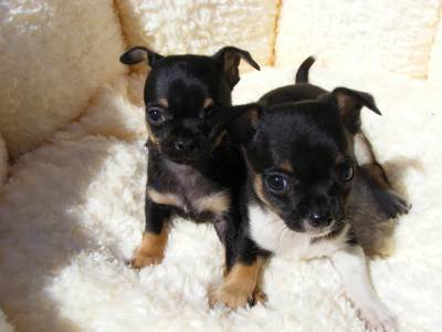 Ninhada Chihuahuas Minis