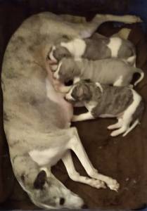 Whippet lindos filhotes disponveis vrias raas